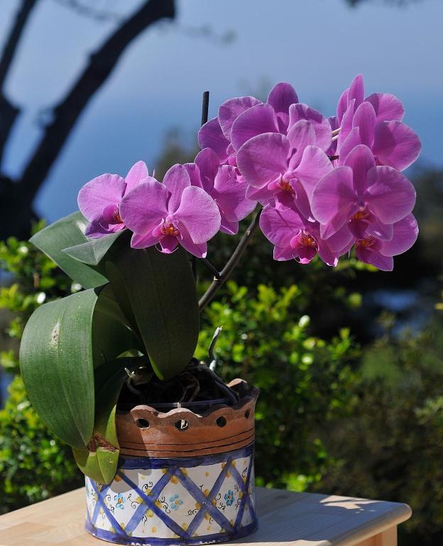 Le Ginestre Di Capri Bb & Holiday House Anacapri Szoba fotó